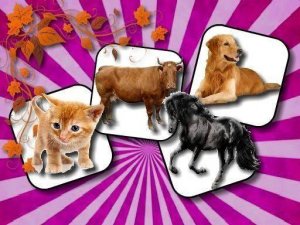 Animal Pair Recall Quest