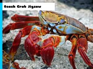 Beach Crab Jigsaw Puzzle Game - Jigsaw Puzzle