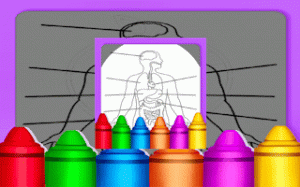 Human Anatomy Color & Learn Studio
